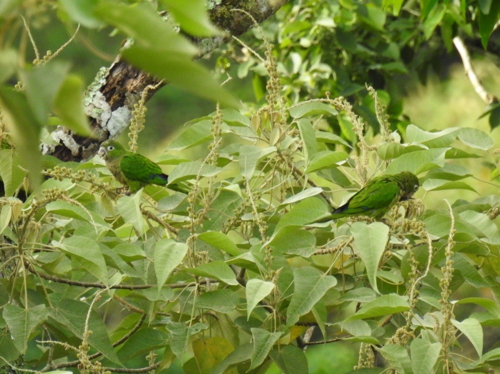 Olive-throated Parakeet - ML590645731
