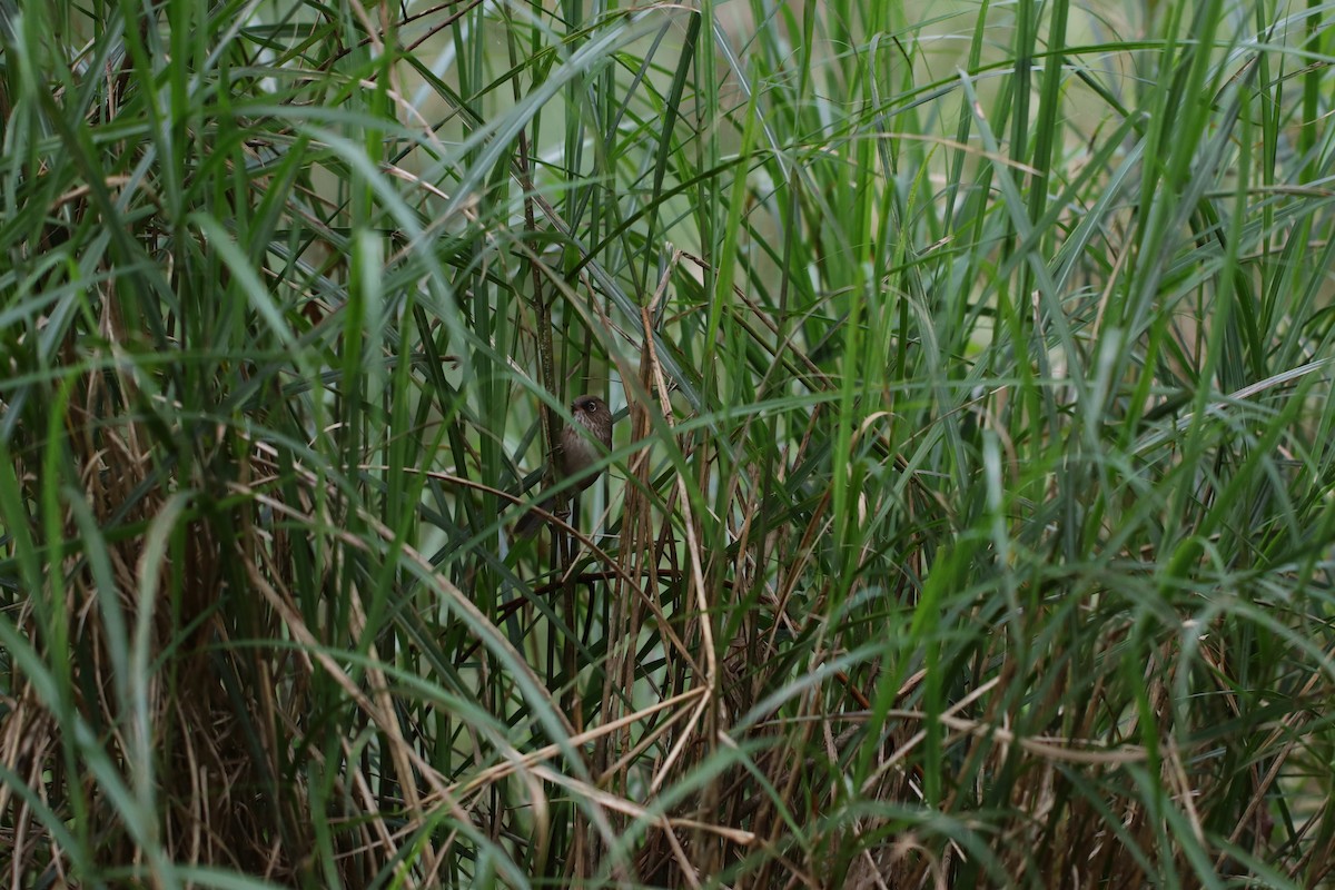 Taiwan Fulvetta - ML590646291