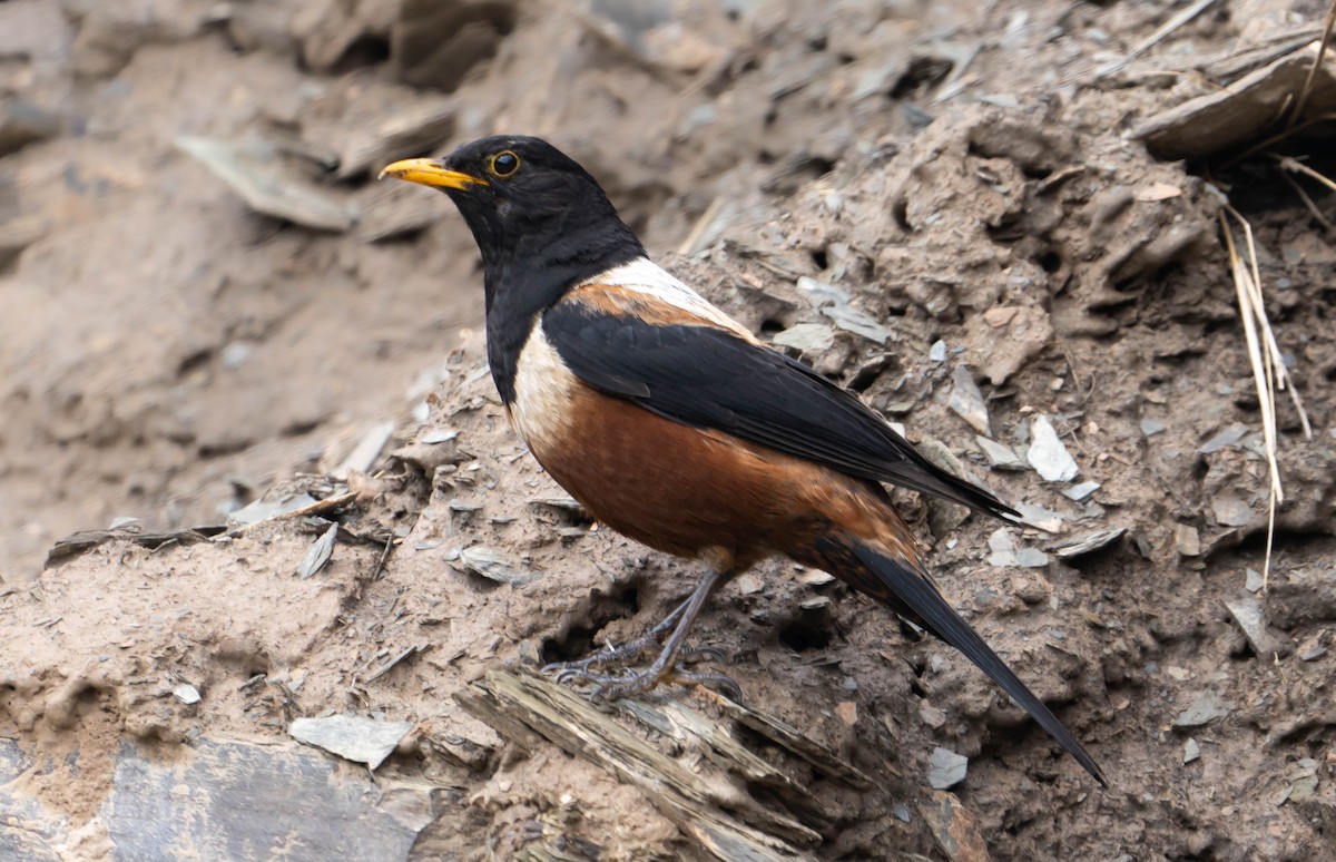 White-backed Thrush - ML590647091