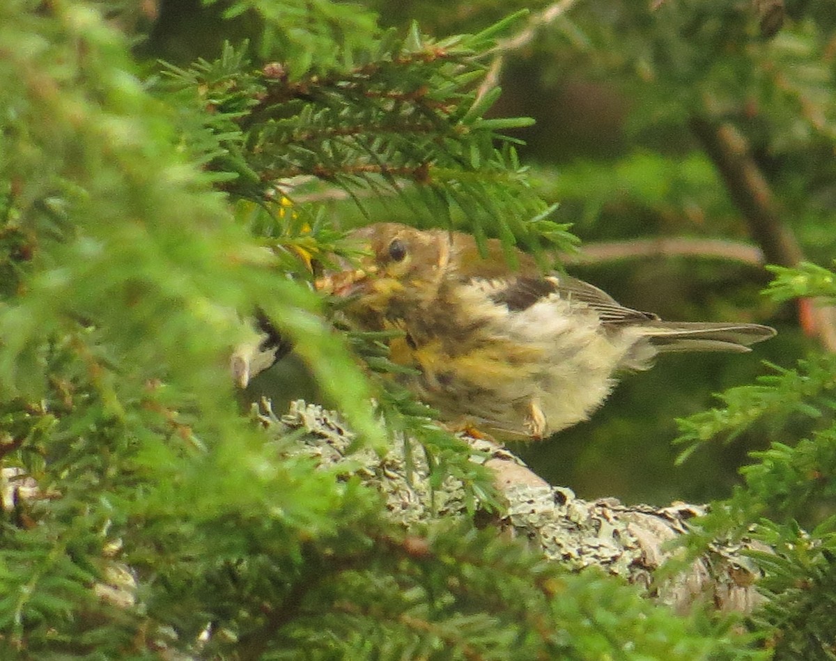 Grünmantel-Waldsänger - ML590647391