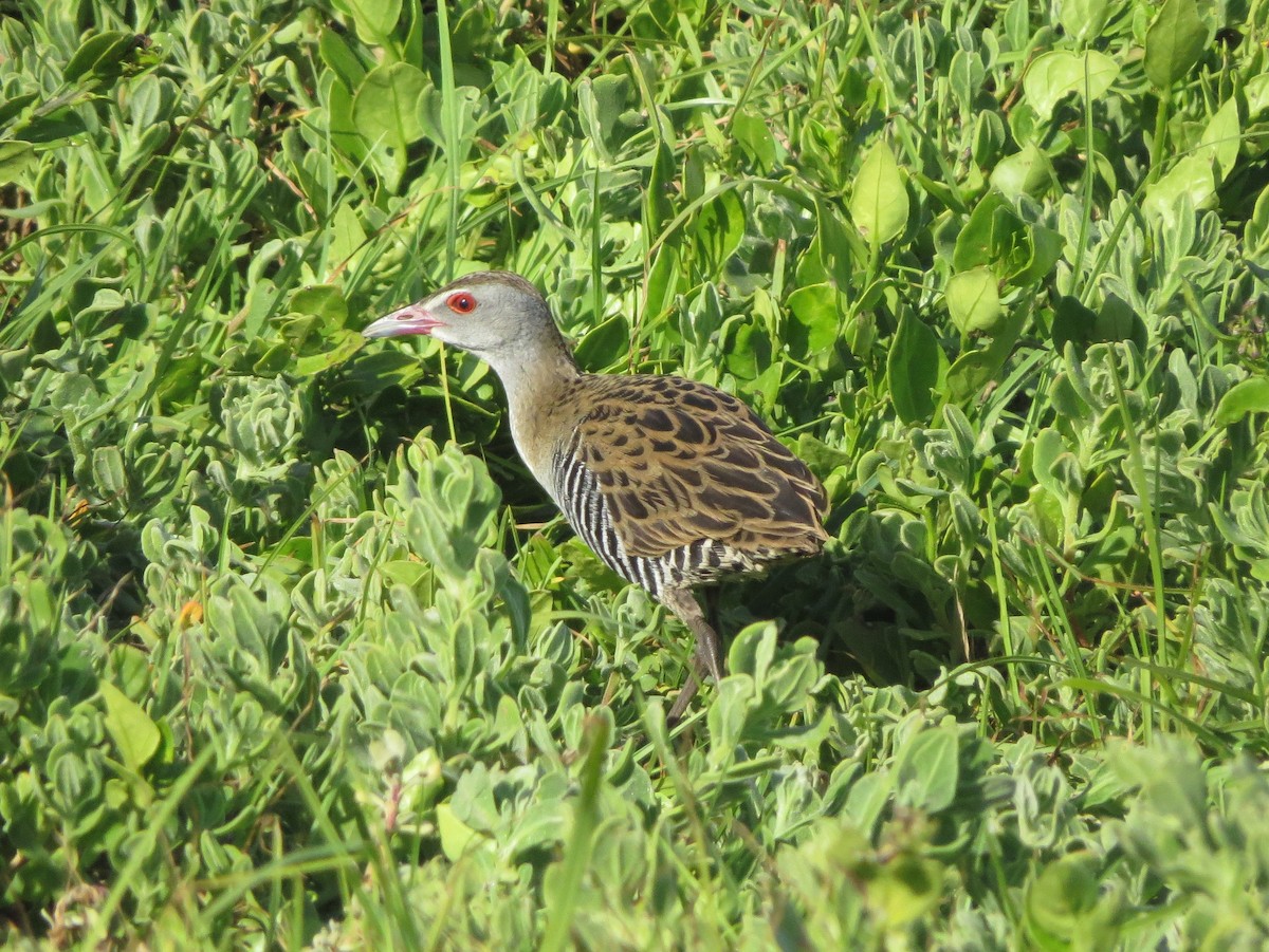 African Crake - Billi Krochuk