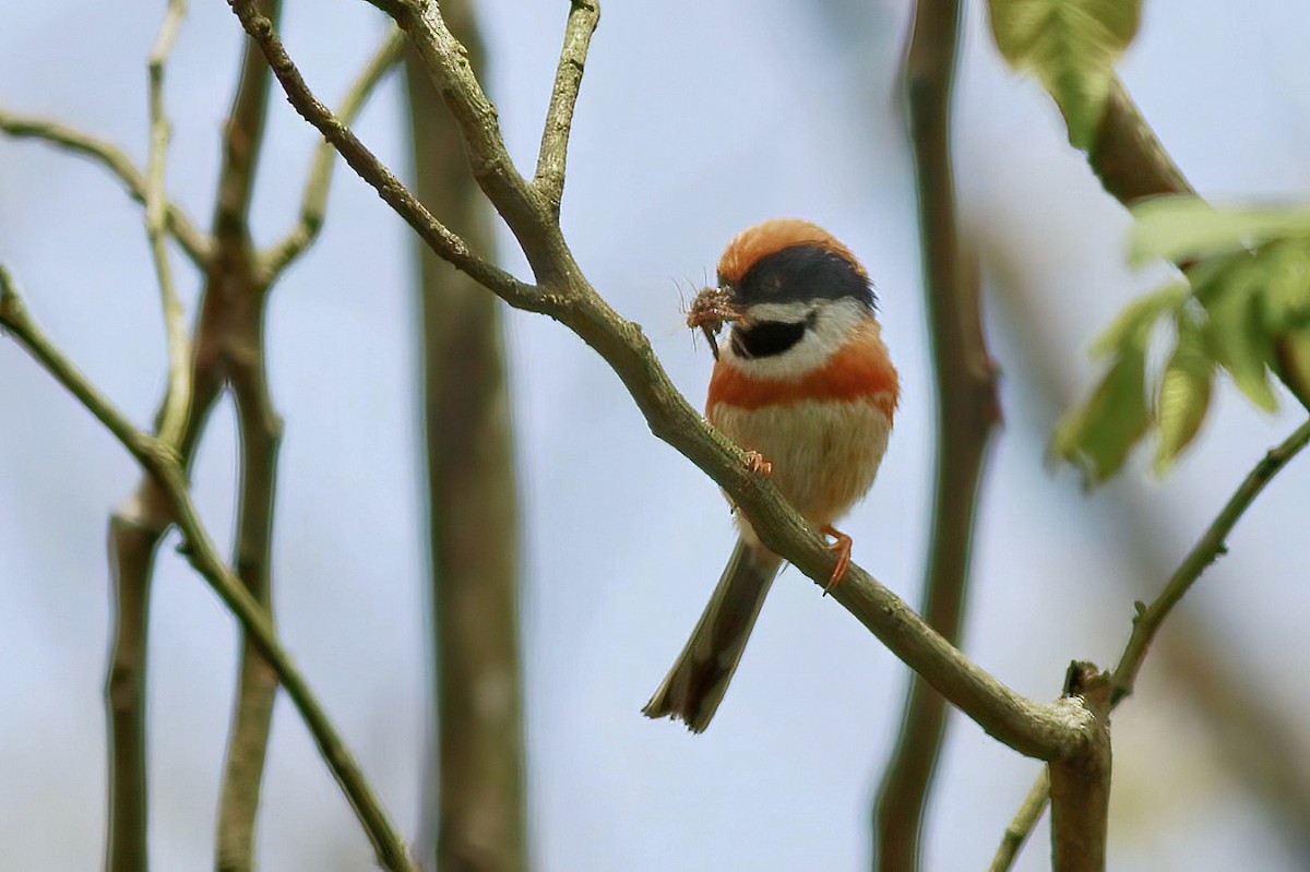 Black-throated Tit - ML590648451