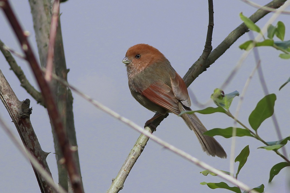 Vinous-throated Parrotbill - Zhiwen Liu