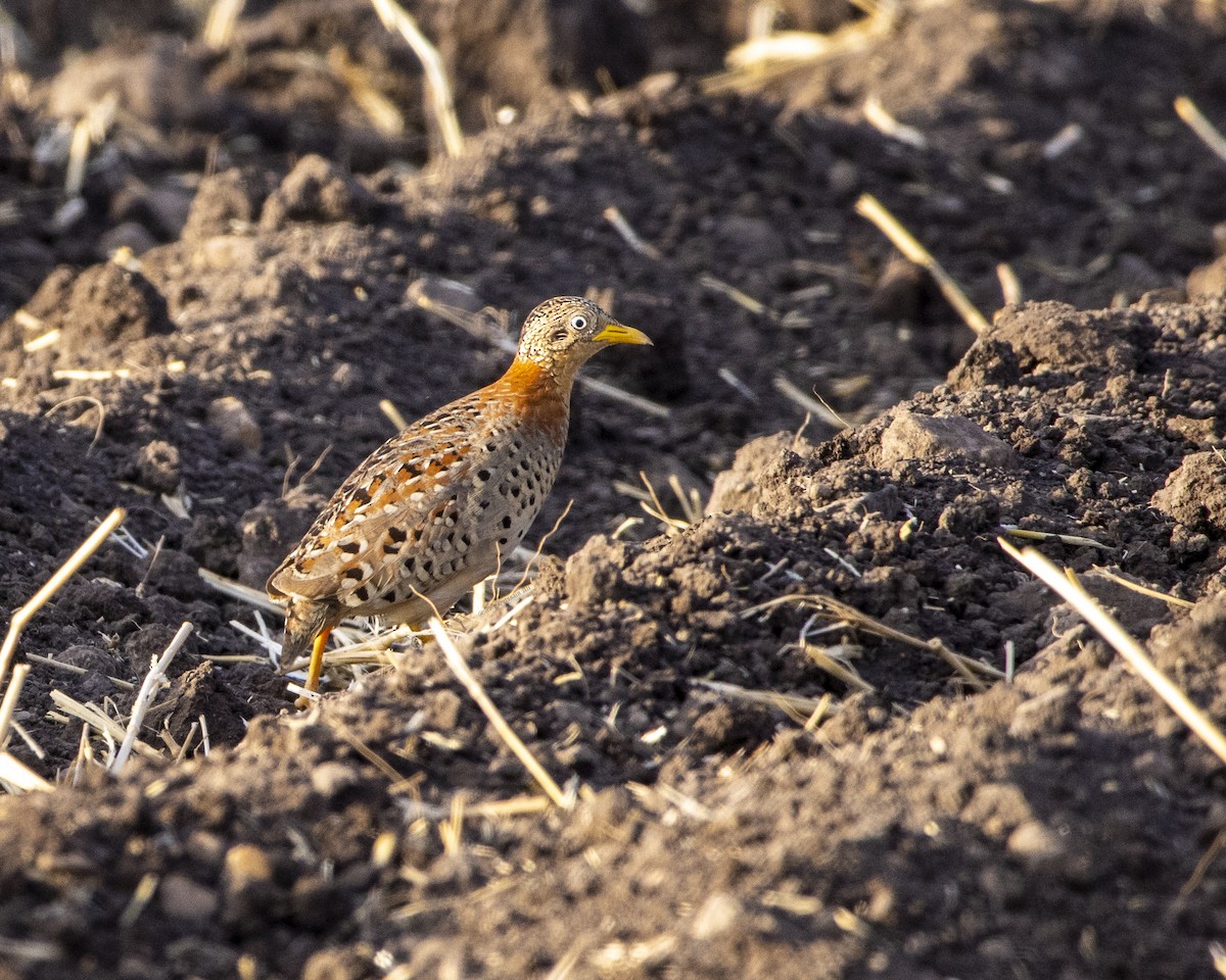 Yellow-legged Buttonquail - ML590648961