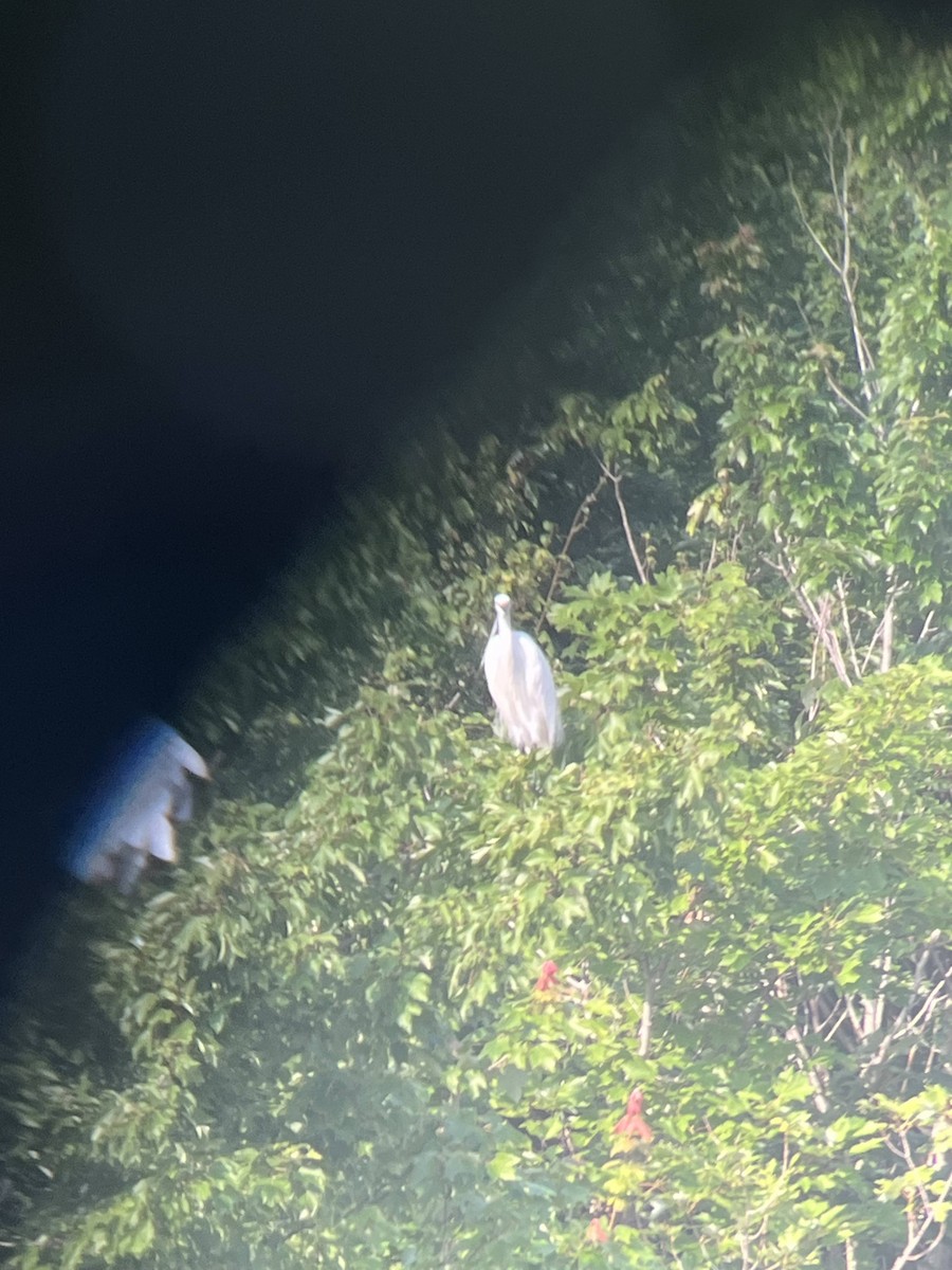 Garzetta - ML590649091