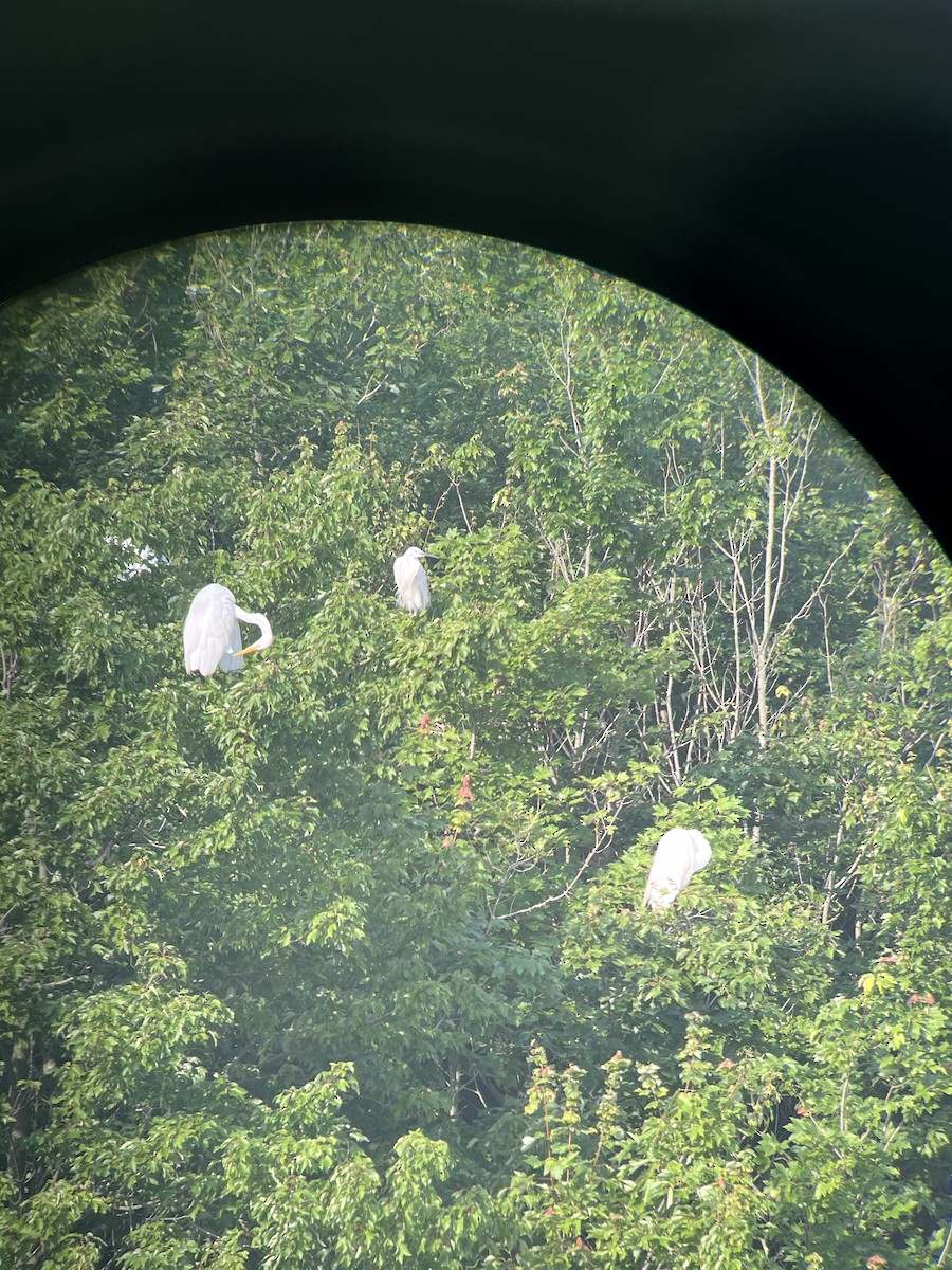 Garzetta - ML590649101