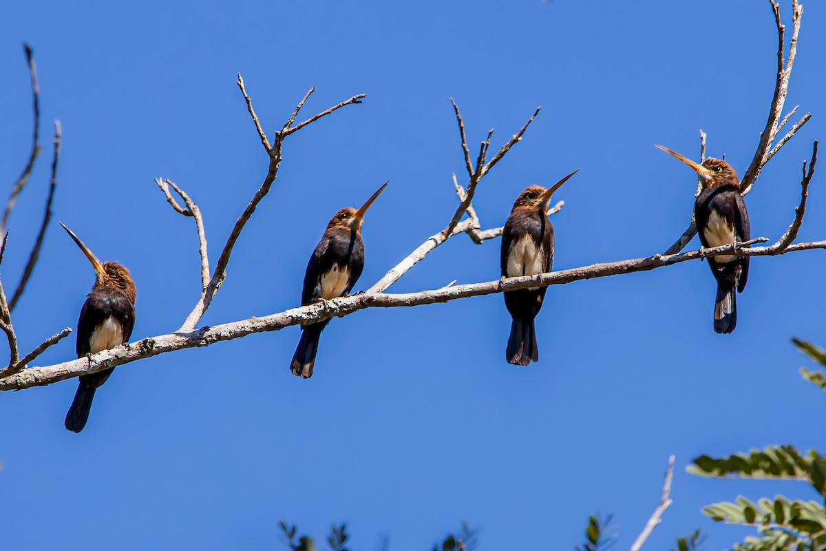 Brown Jacamar - ML590649511