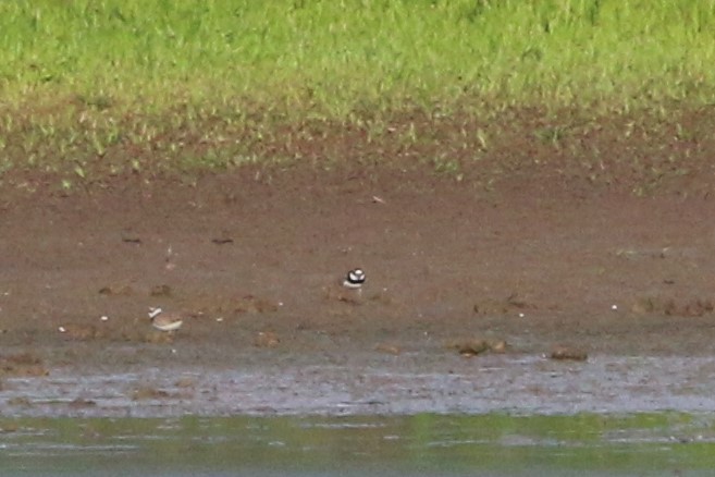 Common Ringed Plover - ML590649981