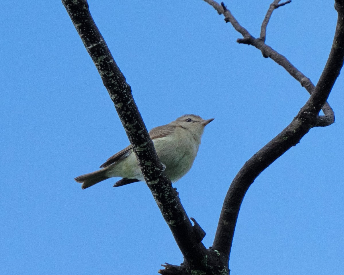 Warbling Vireo - ML590650011