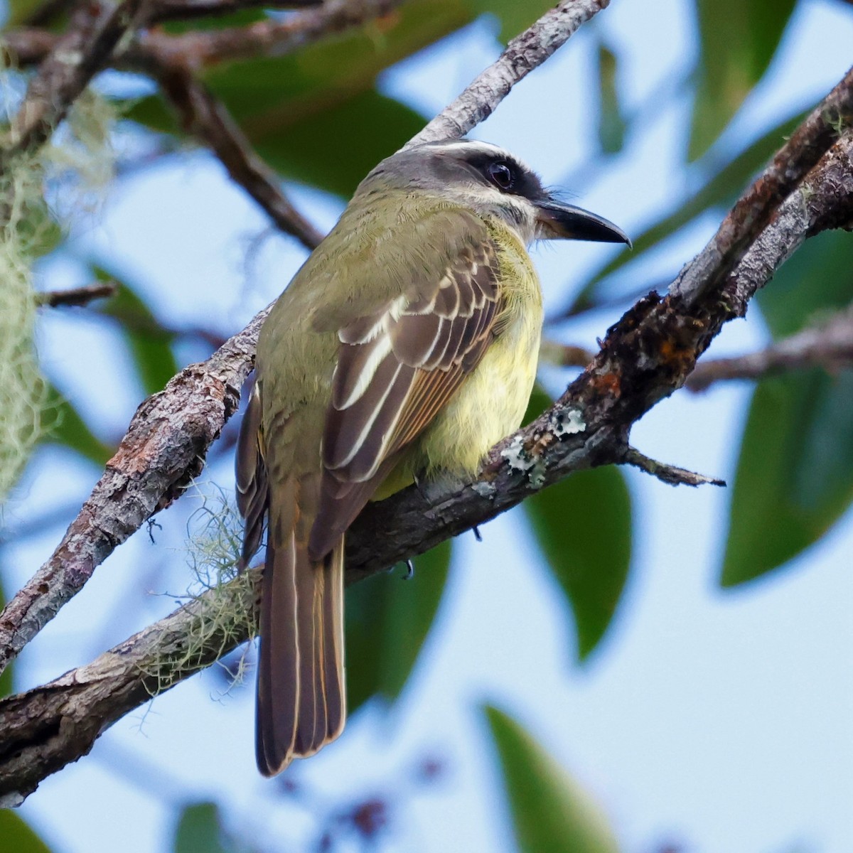 Golden-bellied Flycatcher - ML590650191