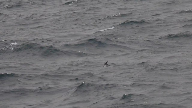 Sooty Tern - ML590650571