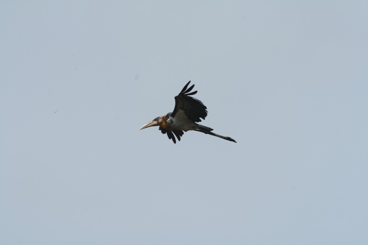 Greater Adjutant - ML590650821