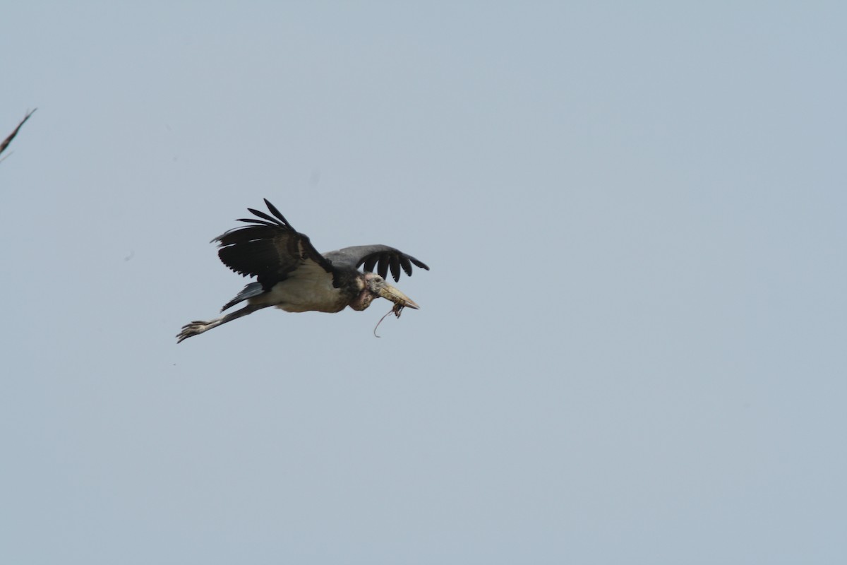 Greater Adjutant - ML590650831