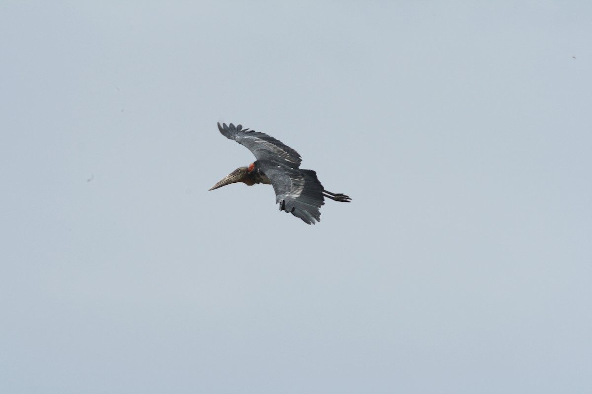 Greater Adjutant - ML590650861