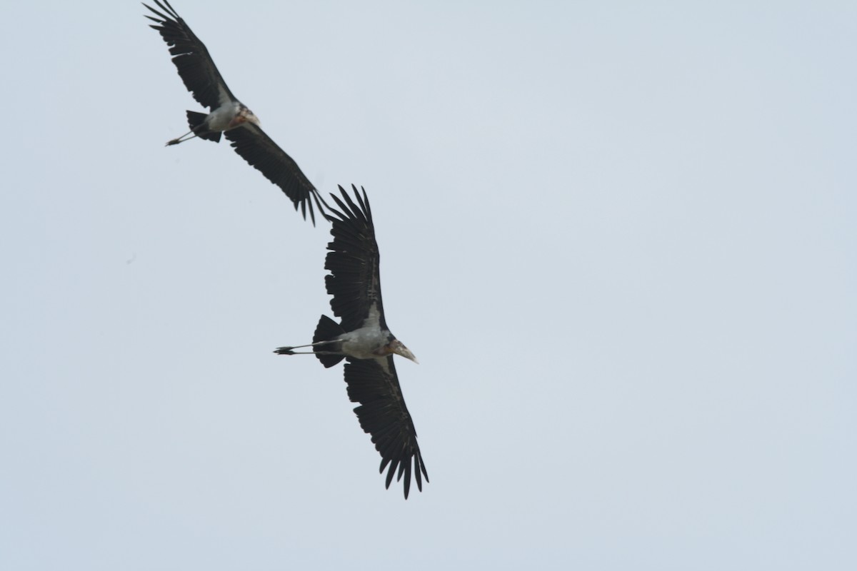 Greater Adjutant - ML590650881