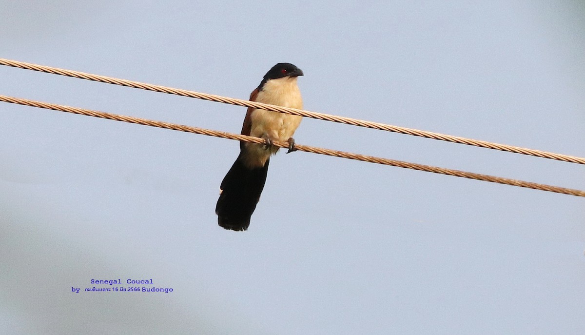 Coucal du Sénégal - ML590650971