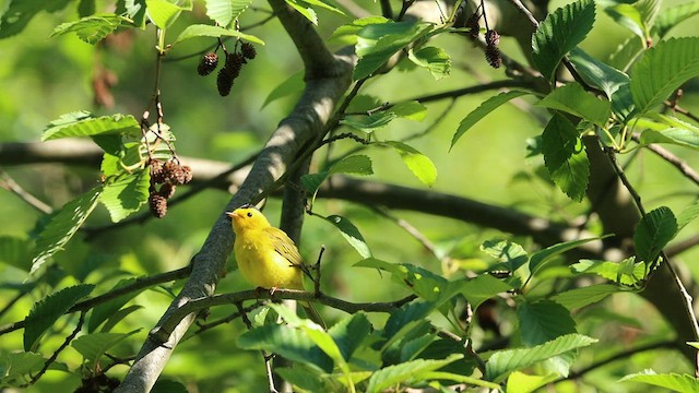 Wilson's Warbler - ML590651181