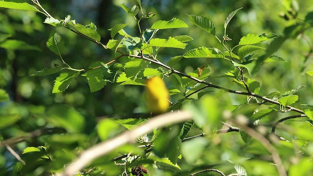 Wilson's Warbler - ML590651191