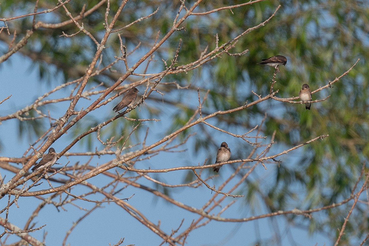 Northern Rough-winged Swallow - ML590651321