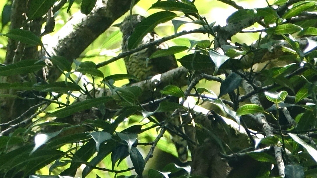 African Emerald Cuckoo - ML590651691
