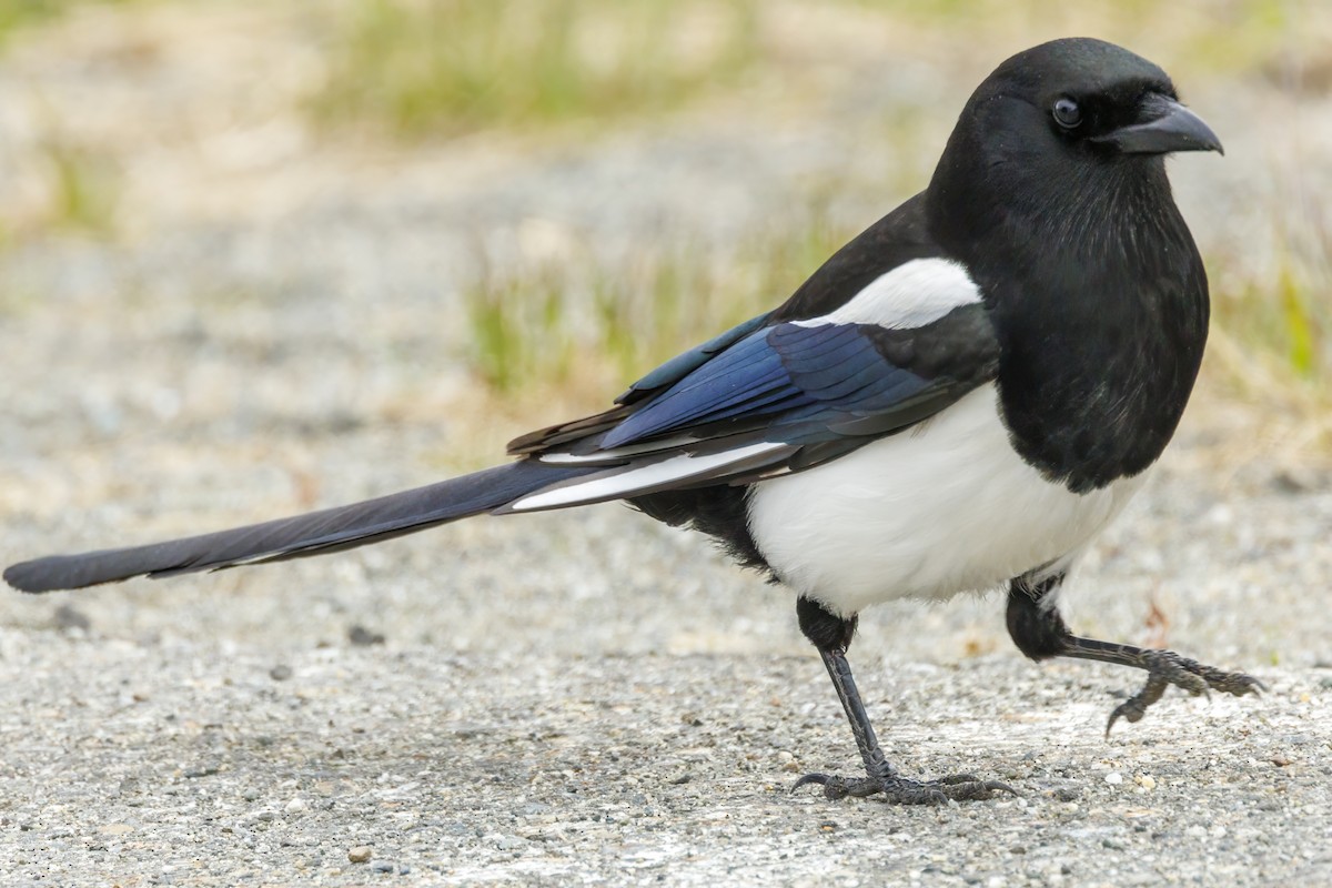 Black-billed Magpie - Peter Hawrylyshyn