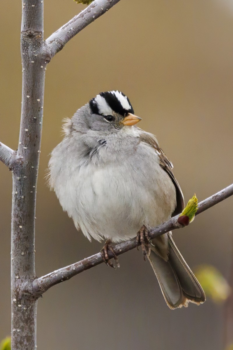 White-crowned Sparrow - ML590651861