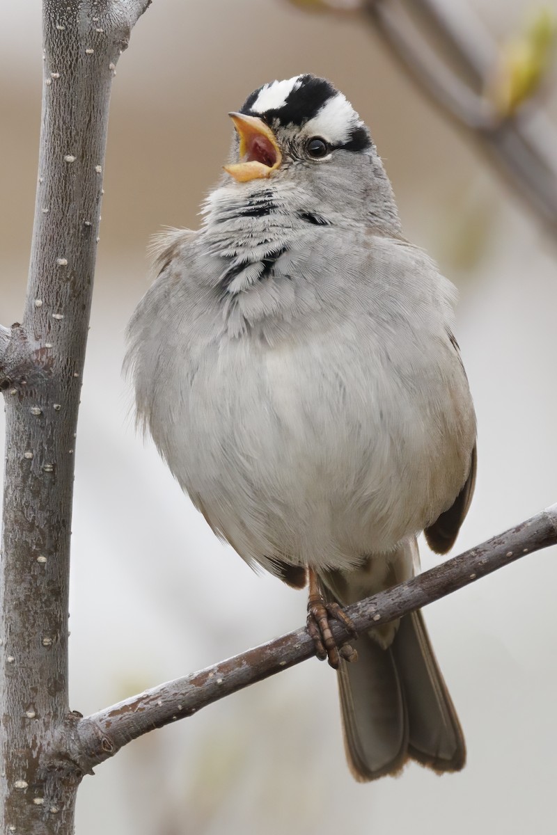 Bruant à couronne blanche - ML590651871