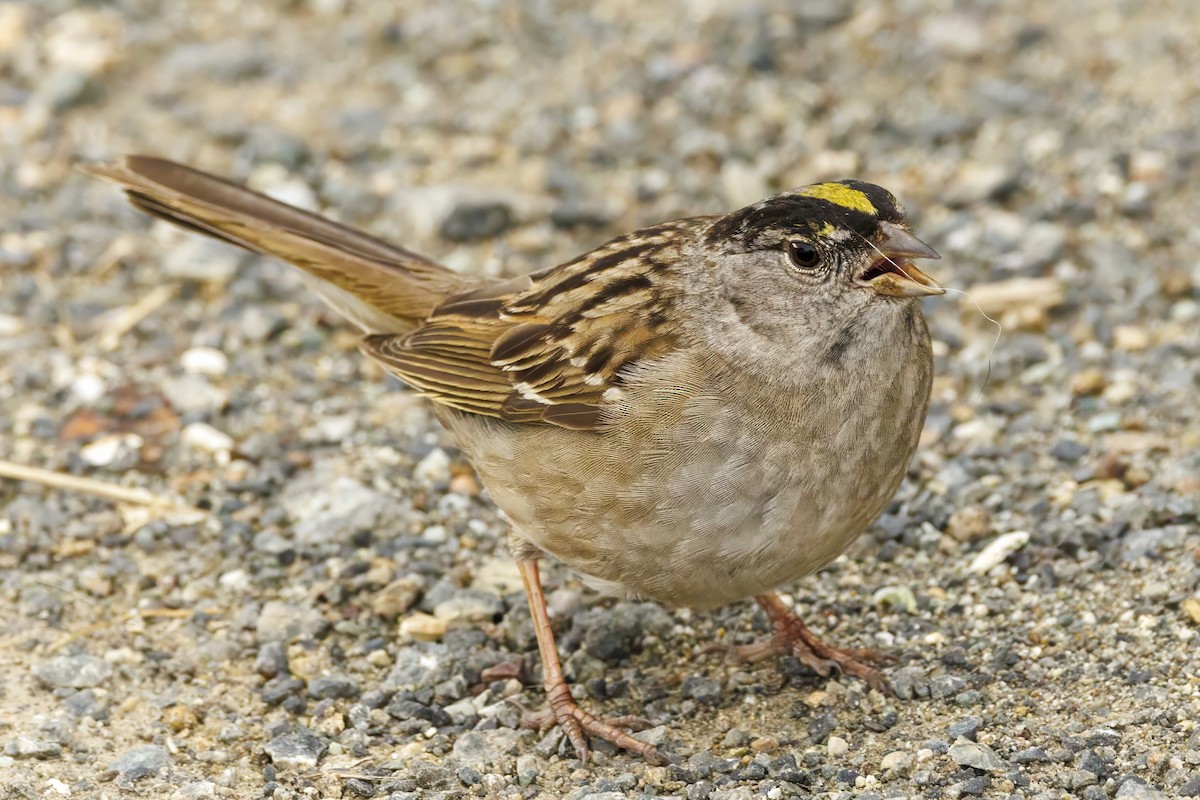 Golden-crowned Sparrow - ML590651891