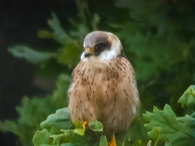 Red-footed Falcon - ML590653181