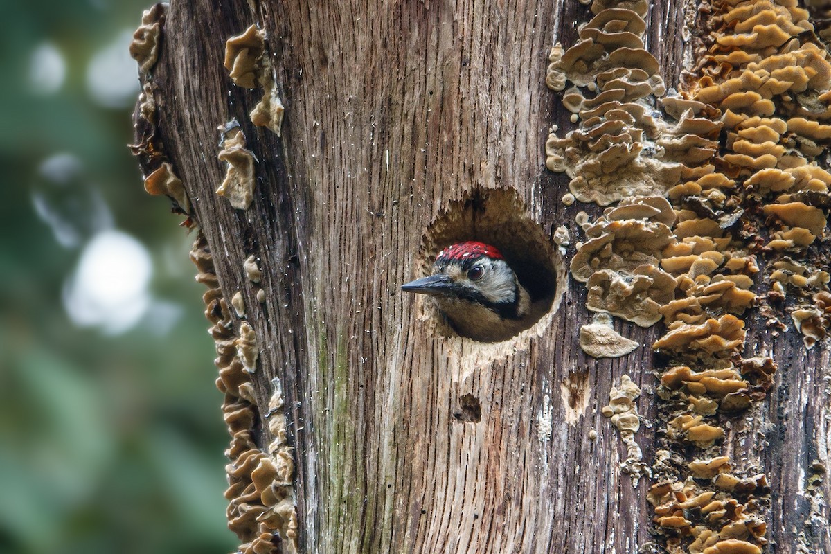 Himalayan Woodpecker - KAUSTAV KABASI