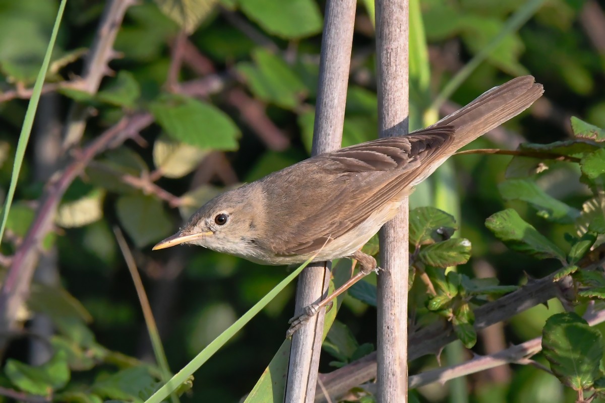 Western Olivaceous Warbler - ML590653821