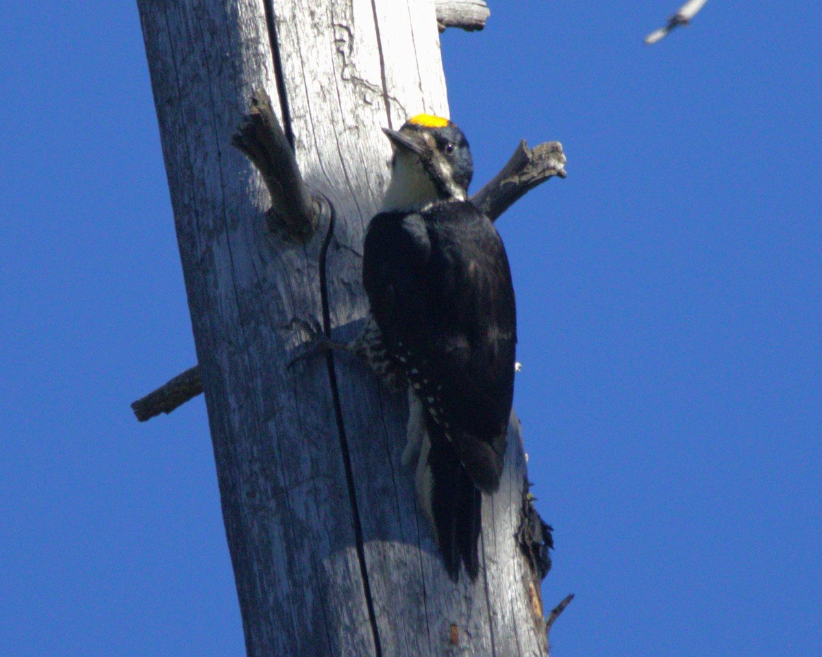 Black-backed Woodpecker - ML590655571