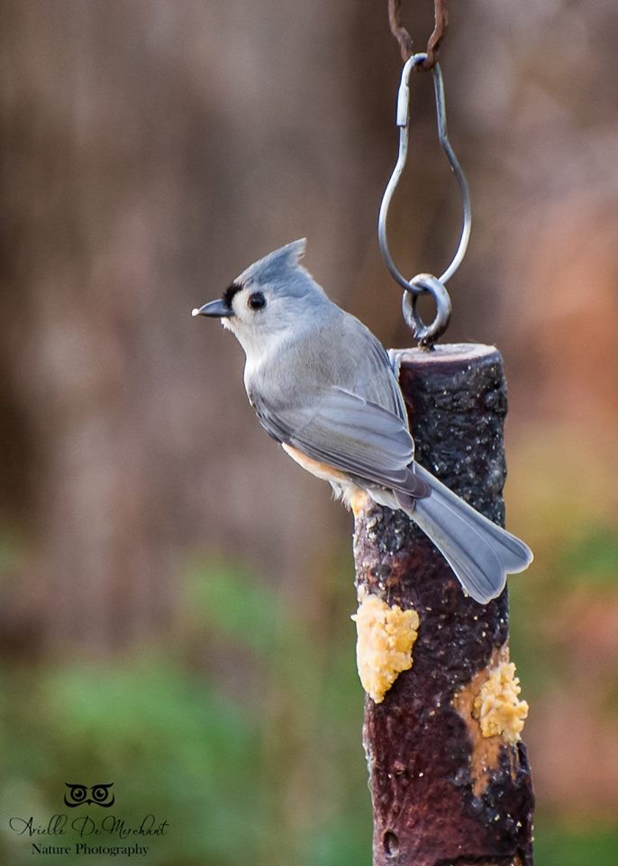 Tufted Titmouse - ML59065591