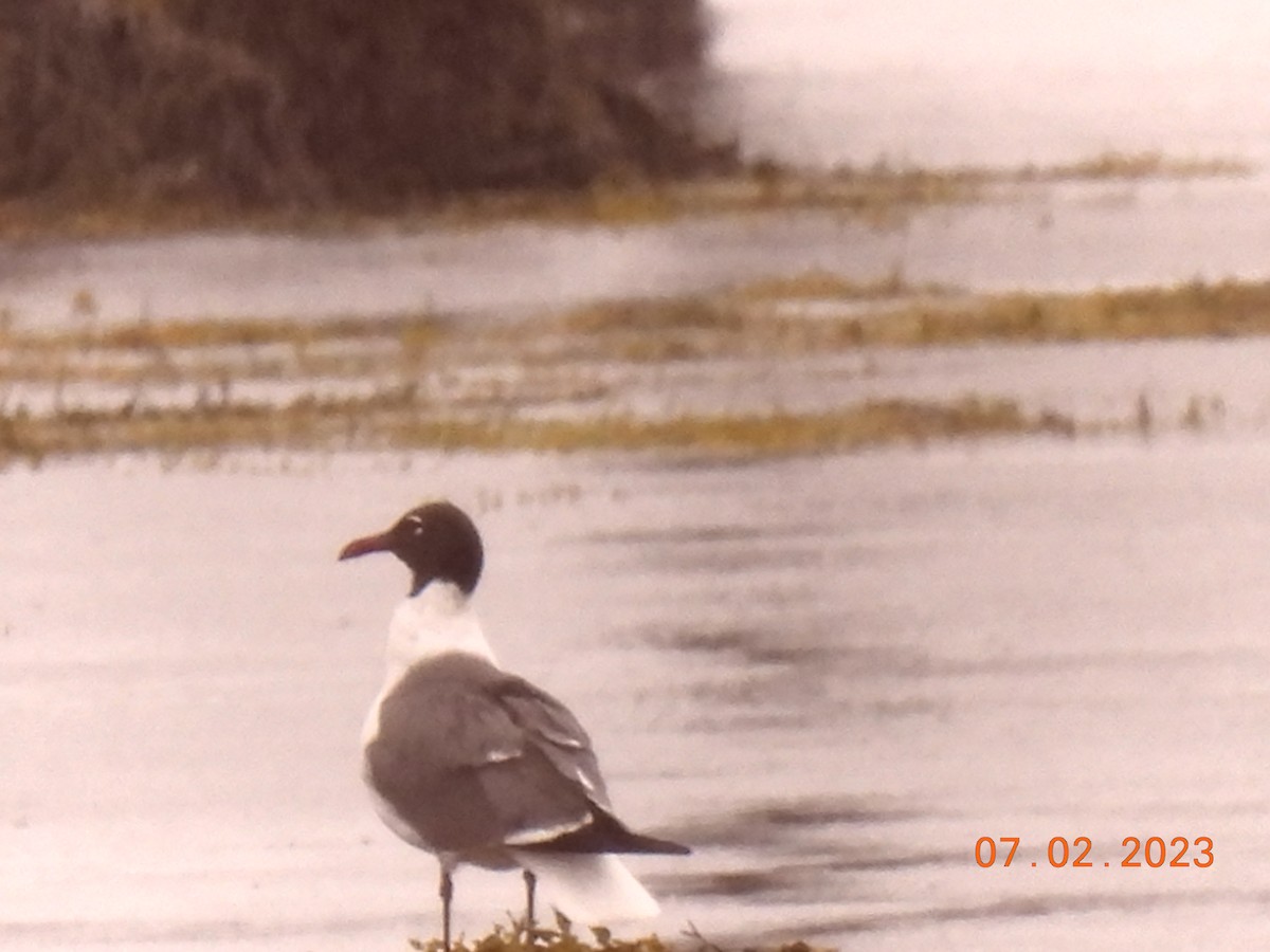Gaviota Guanaguanare - ML590657991