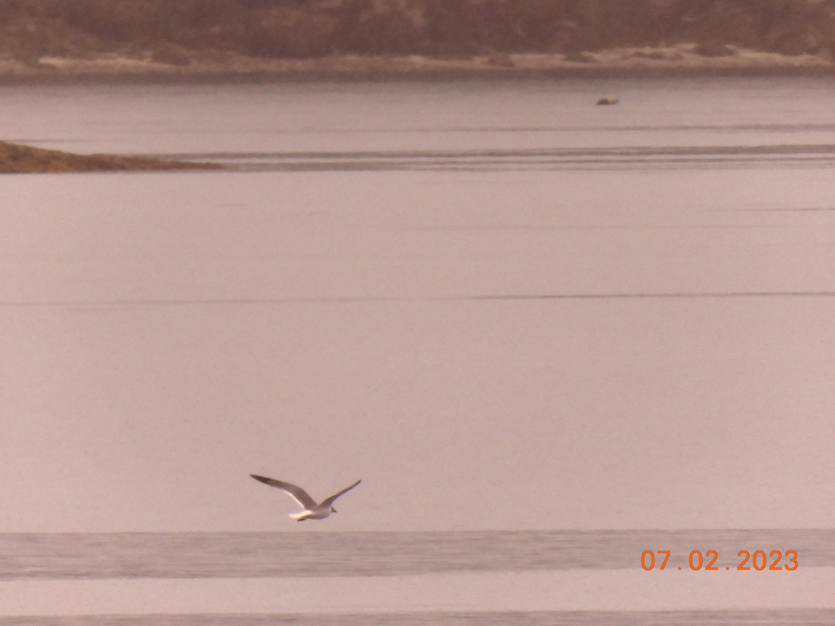 Gaviota Guanaguanare - ML590658001