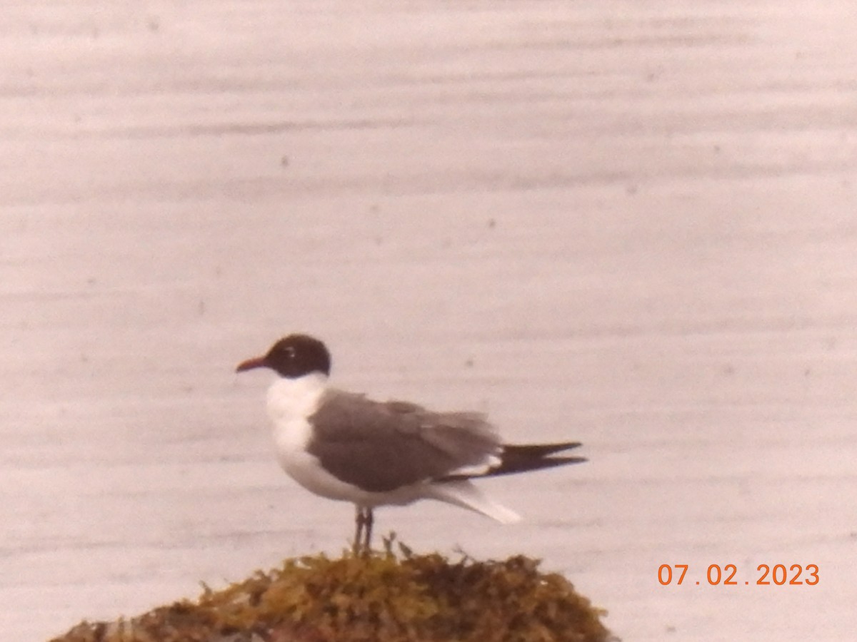 Gaviota Guanaguanare - ML590658011
