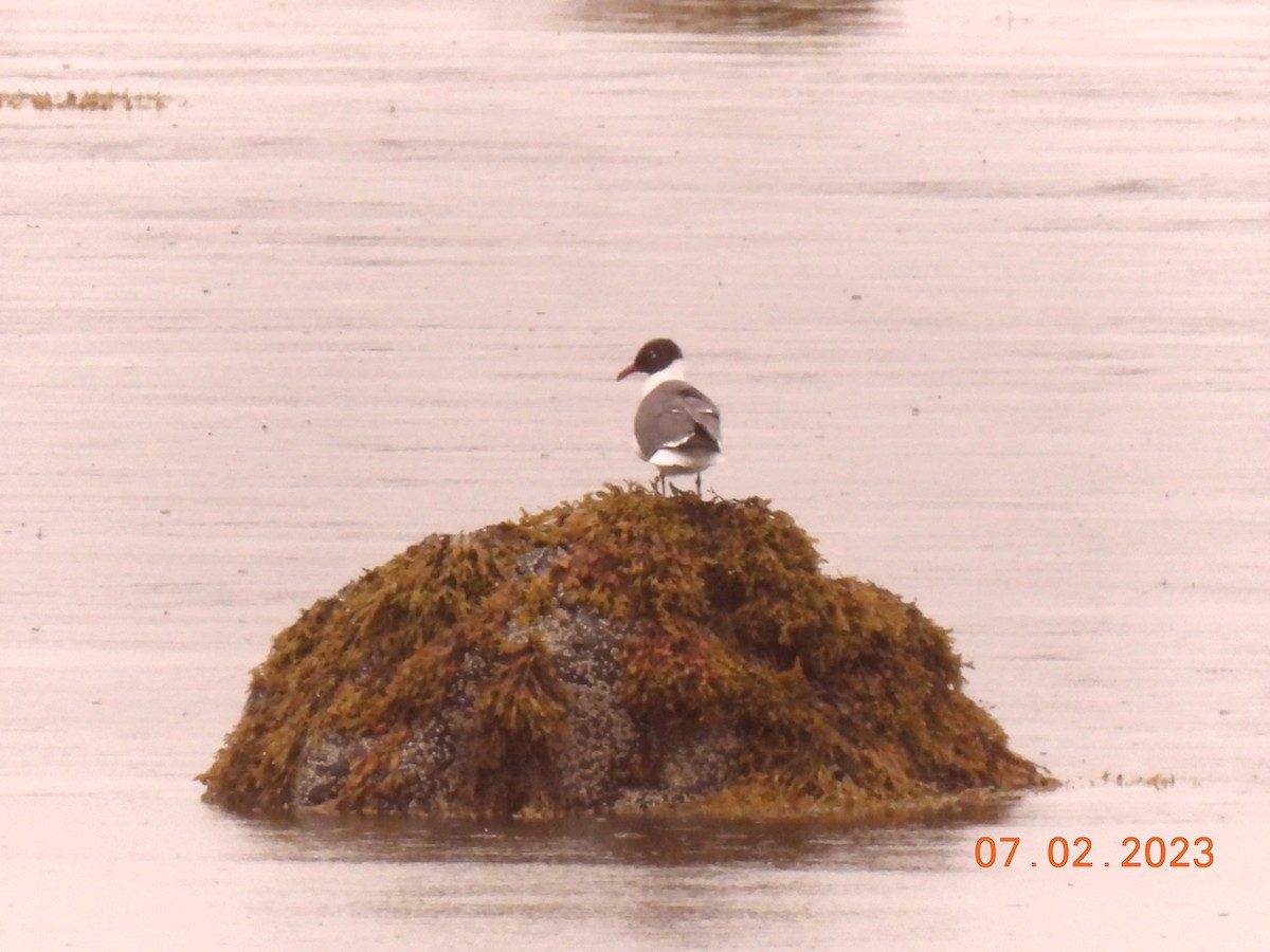 Gaviota Guanaguanare - ML590658021