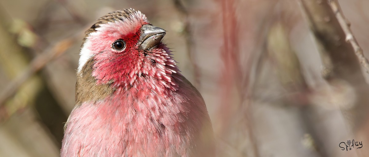 Chinese White-browed Rosefinch - ML590658061