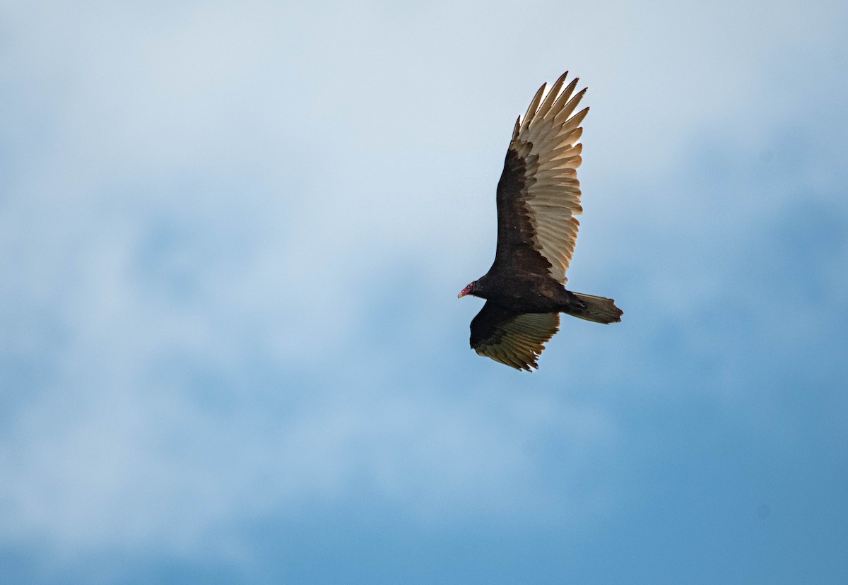 Turkey Vulture - Carrie Thom