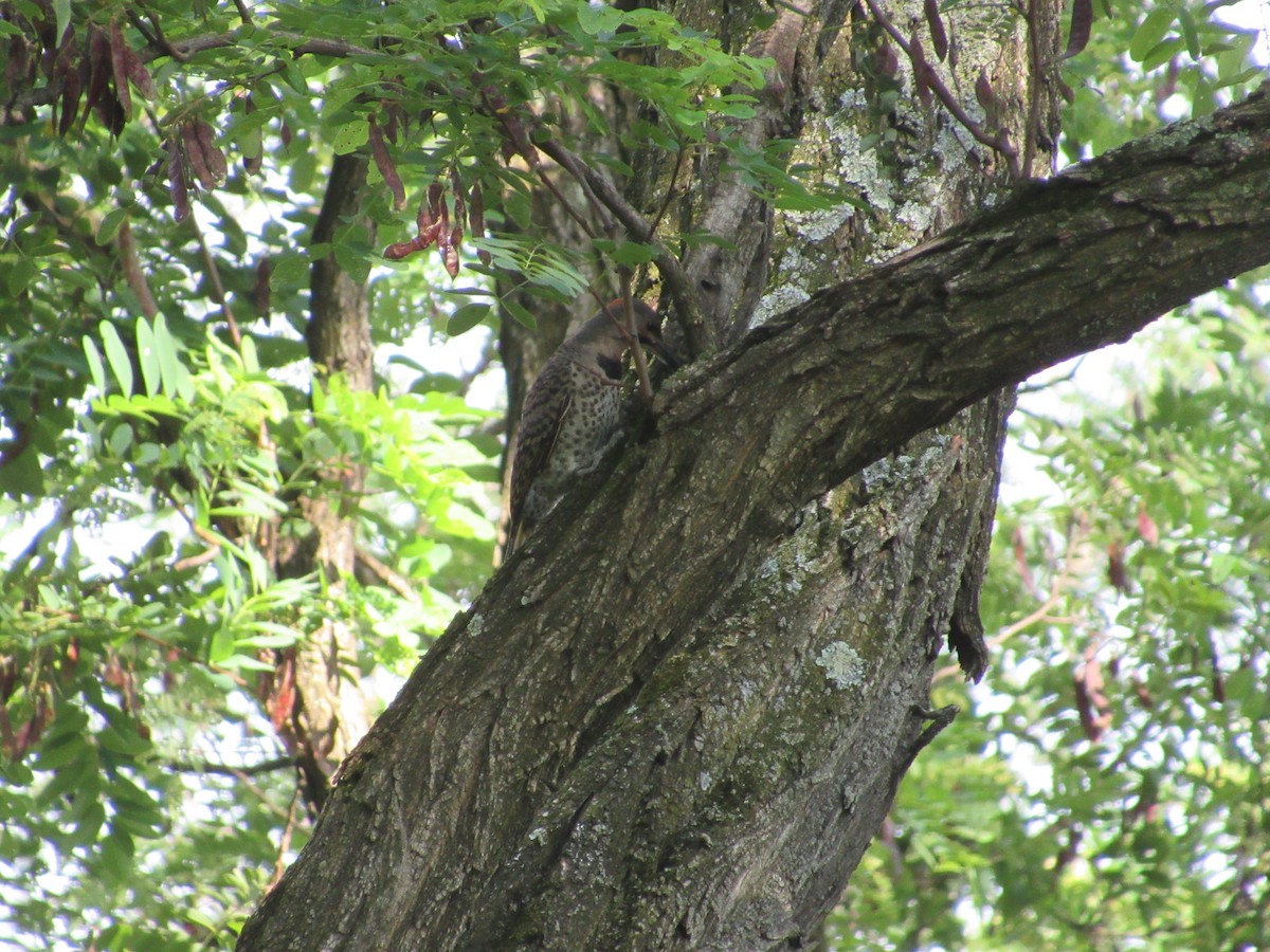 Northern Flicker (Yellow-shafted) - ML590658591