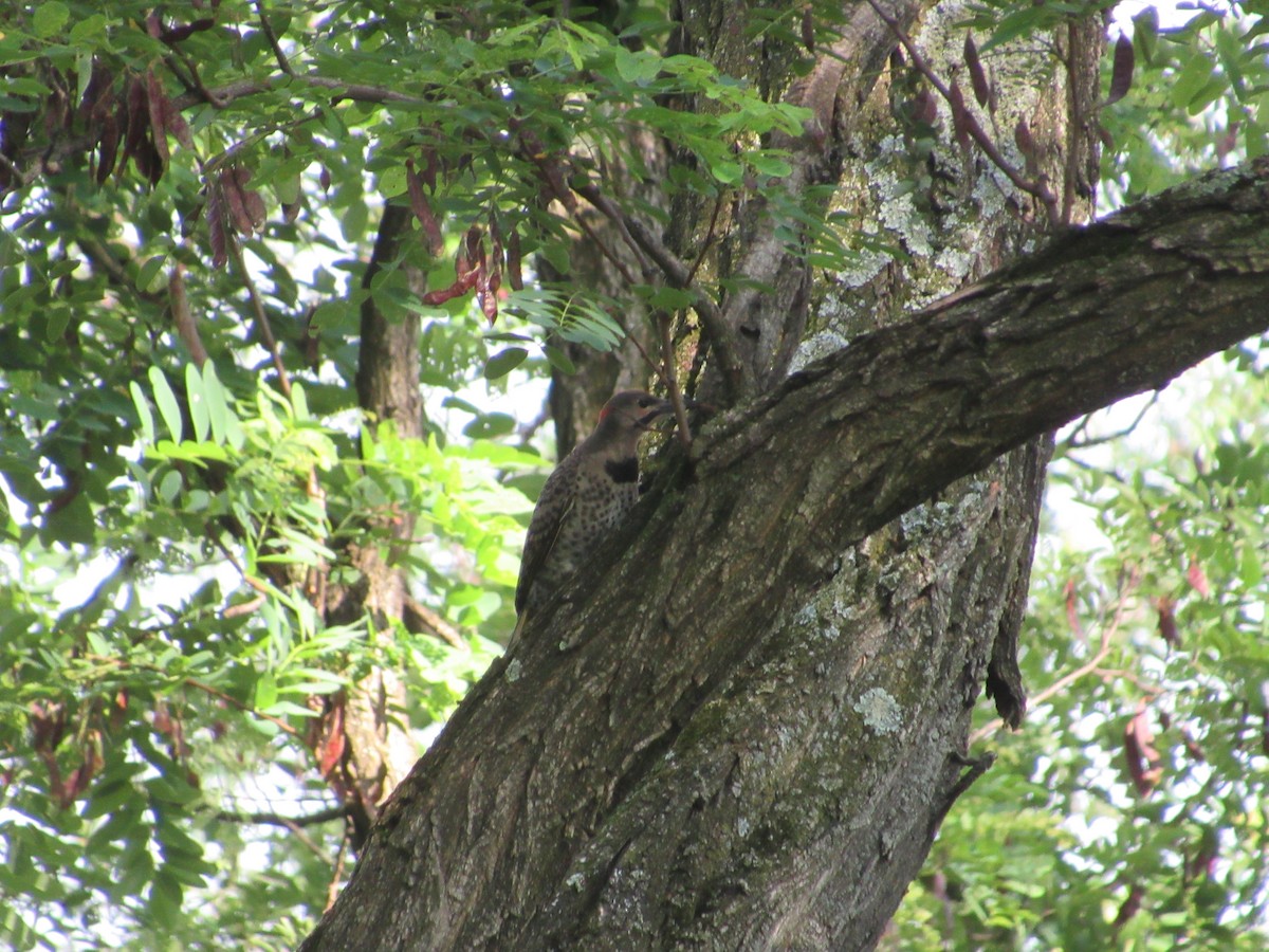 Northern Flicker (Yellow-shafted) - ML590658641