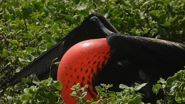 Great Frigatebird - ML590659601