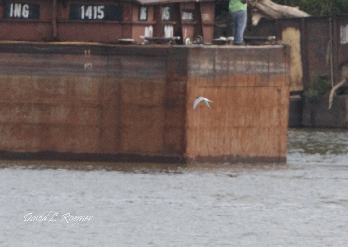 Arctic Tern - ML590659691