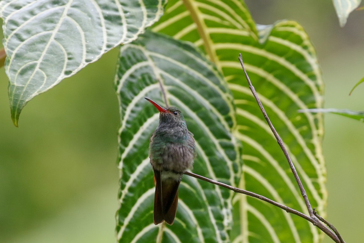 Rufous-tailed Hummingbird - ML590659891