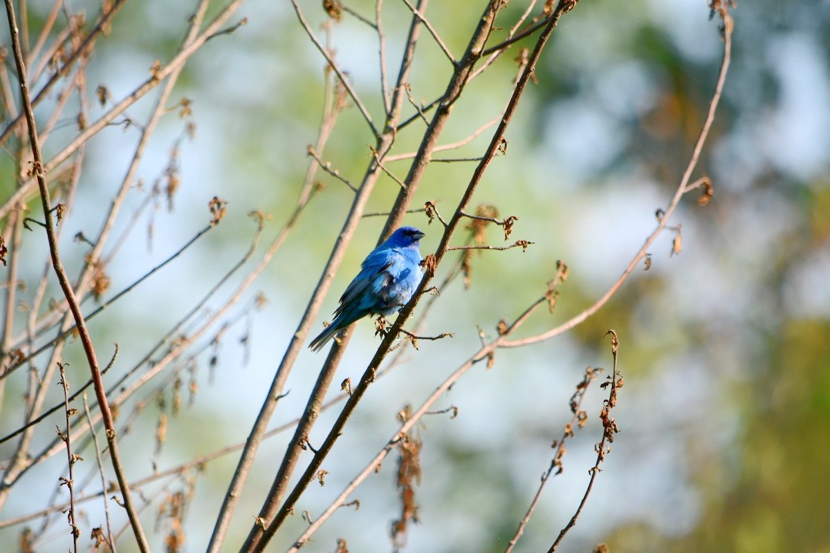 Indigo Bunting - ML590659941
