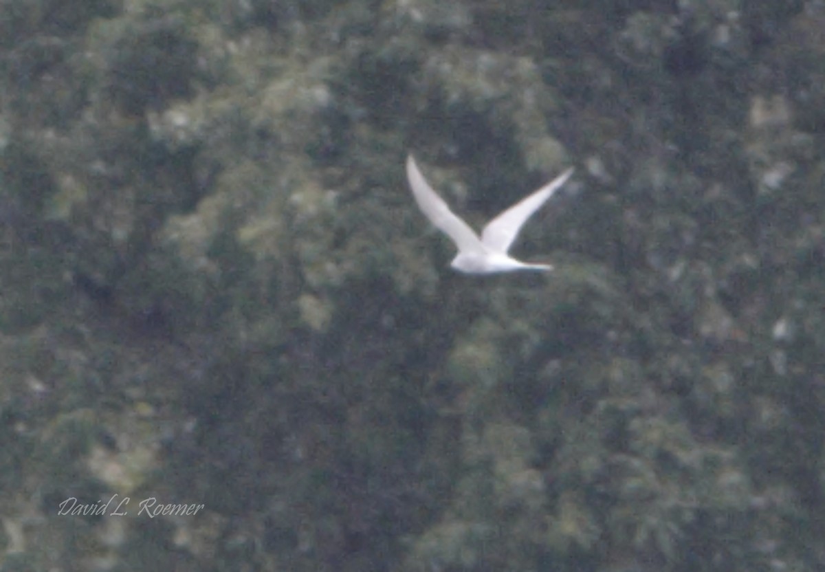 Arctic Tern - ML590660501