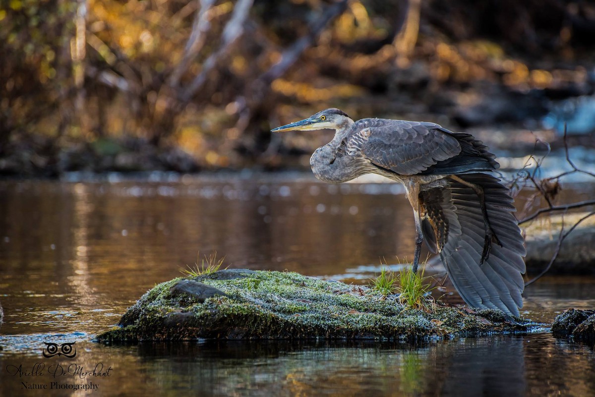 Great Blue Heron - ML59066061