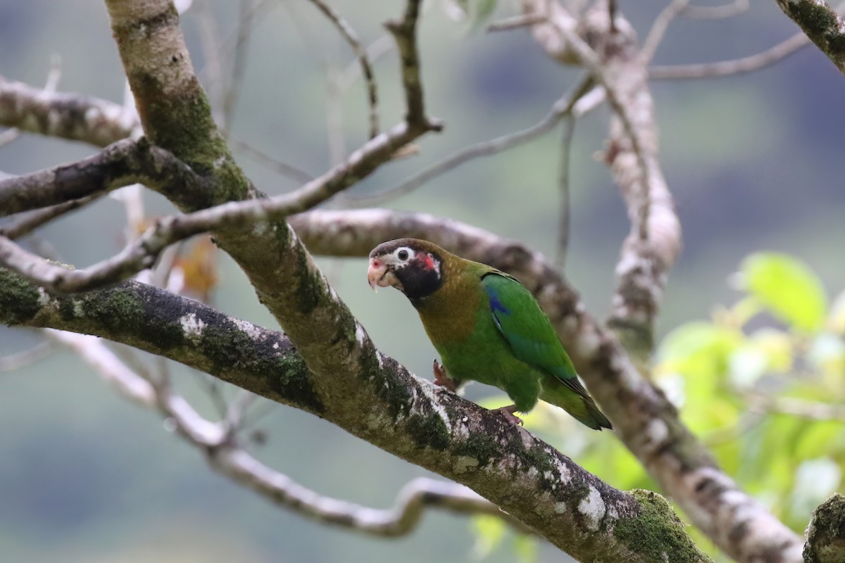 Brown-hooded Parrot - ML590661951