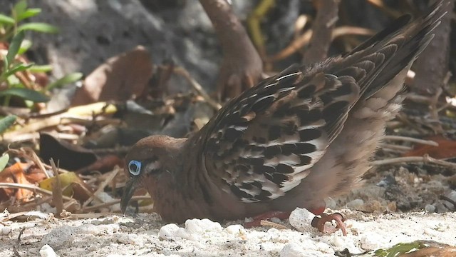 Tourterelle des Galapagos - ML590663411