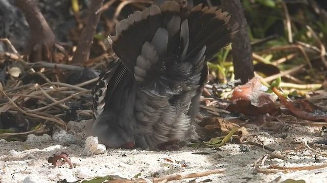 Tourterelle des Galapagos - ML590663451